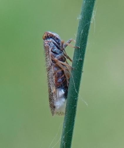 Réf. 325 395 : Cixius sp.
